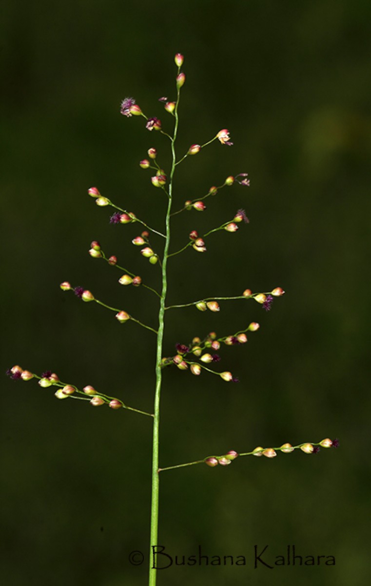 Isachne globosa (Thunb.) Kuntze